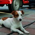 樂樂是台灣第一隻、也是目前唯一台灣唯一傑克羅素㹴搜救犬到台南！