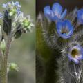 blue scorpion grass, strict forget-me-not，「Myosotis micrantha」或「Myosotis stricta」，最高可長到20公分，葉/莖/花萼均被覆茸毛，在芬蘭很普遍
