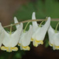 Dutchman's breeches