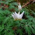 Dutchman's breeches