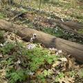 Dutchman's Breeches