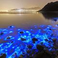 香港三門仔bioluminescent-plankton-glow-in-bloom-on-hong-kongs-shores-