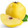 英名 quince, 別名木梨, 在科學分類上, 它是西洋梨與蘋果的 