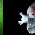 Siamese fighting fish,中文名為「五彩搏魚」, 別名「暹羅鬥魚」, 分類: 脊索動物門輻鰭魚綱攀鱸目絲足鱸科搏魚屬泰國鬥魚種, 學名: Betta splendens. 這隻像一隻 "半月"