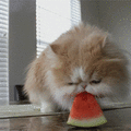 貓吃西瓜