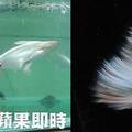 孔雀魚(guppy)