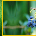 或達爾文刺檗, Berberis darwinii, 原生智利南部和阿根廷 毛茛目小檗科小檗屬達爾文小檗種 園藝觀葉品種, 亦可做矮籬笆牆, 果實可食 很會入侵的物種
