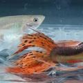 WGC (The World Guppy Contest) 2014　第十六組　燕尾（Swallow Tail）冠軍：中國