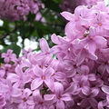 紫丁香 (lilacs)