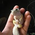 cute-lizard