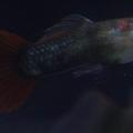 孔雀魚(guppy)