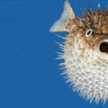 刺魨/porcupine fish