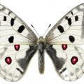 IN FRENCH ALPS    Apollo butterfly (Parnassius apollo) 阿波羅絹蝶 動物界節肢動物門昆蟲綱鱗翅目鳳蝶科絹蝶亞科絹蝶屬阿波羅絹蝶種
	