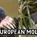 歐洲鼹鼠3