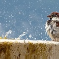 Eurasian tree sparrow, 就是麻雀 sparrow 到人造的噴泉喝水, 淋一身濕