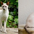 a lilac-point Wedge Siamese 