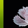 Siamese fighting fish,中文名為「五彩搏魚」, 別名「暹羅鬥魚」, 分類: 脊索動物門輻鰭魚綱攀鱸目絲足鱸科搏魚屬泰國鬥魚種, 學名: Betta splendens. 這是兩隻 "雙半月"