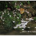 2012-05-05龍潭小粗坑桐花