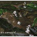 2012-05-05龍潭小粗坑桐花