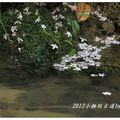 2012-05-05龍潭小粗坑桐花