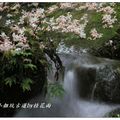 2012-05-05龍潭小粗坑桐花