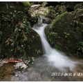 2012-05-05龍潭小粗坑桐花