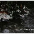 2012-05-05龍潭小粗坑桐花