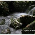 2012-05-05龍潭小粗坑桐花