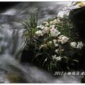 2012-05-05龍潭小粗坑桐花