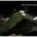 2012-05-05龍潭小粗坑桐花