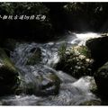 2012-05-05龍潭小粗坑桐花