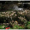 2012-05-05龍潭小粗坑桐花