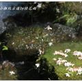 2012-05-05龍潭小粗坑桐花