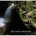 2012-05-05龍潭小粗坑桐花