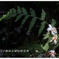 2012-05-05龍潭小粗坑桐花