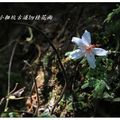 2012-05-05龍潭小粗坑桐花