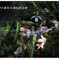 2012-05-05龍潭小粗坑桐花