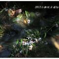 2012-05-05龍潭小粗坑桐花