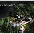 2012-05-05龍潭小粗坑桐花