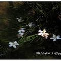 2012-05-05龍潭小粗坑桐花