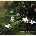 2012-05-05龍潭小粗坑桐花