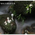 2012-05-05龍潭小粗坑桐花