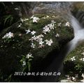 2012-05-05龍潭小粗坑桐花