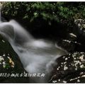 2012-05-05龍潭小粗坑桐花