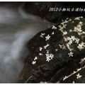 2012-05-05龍潭小粗坑桐花