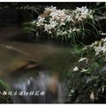 2012-05-05龍潭小粗坑桐花