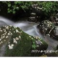 2012-05-05龍潭小粗坑桐花