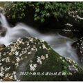 2012-05-05龍潭小粗坑桐花