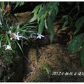 2012-05-05龍潭小粗坑桐花