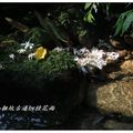 2012-05-05龍潭小粗坑桐花